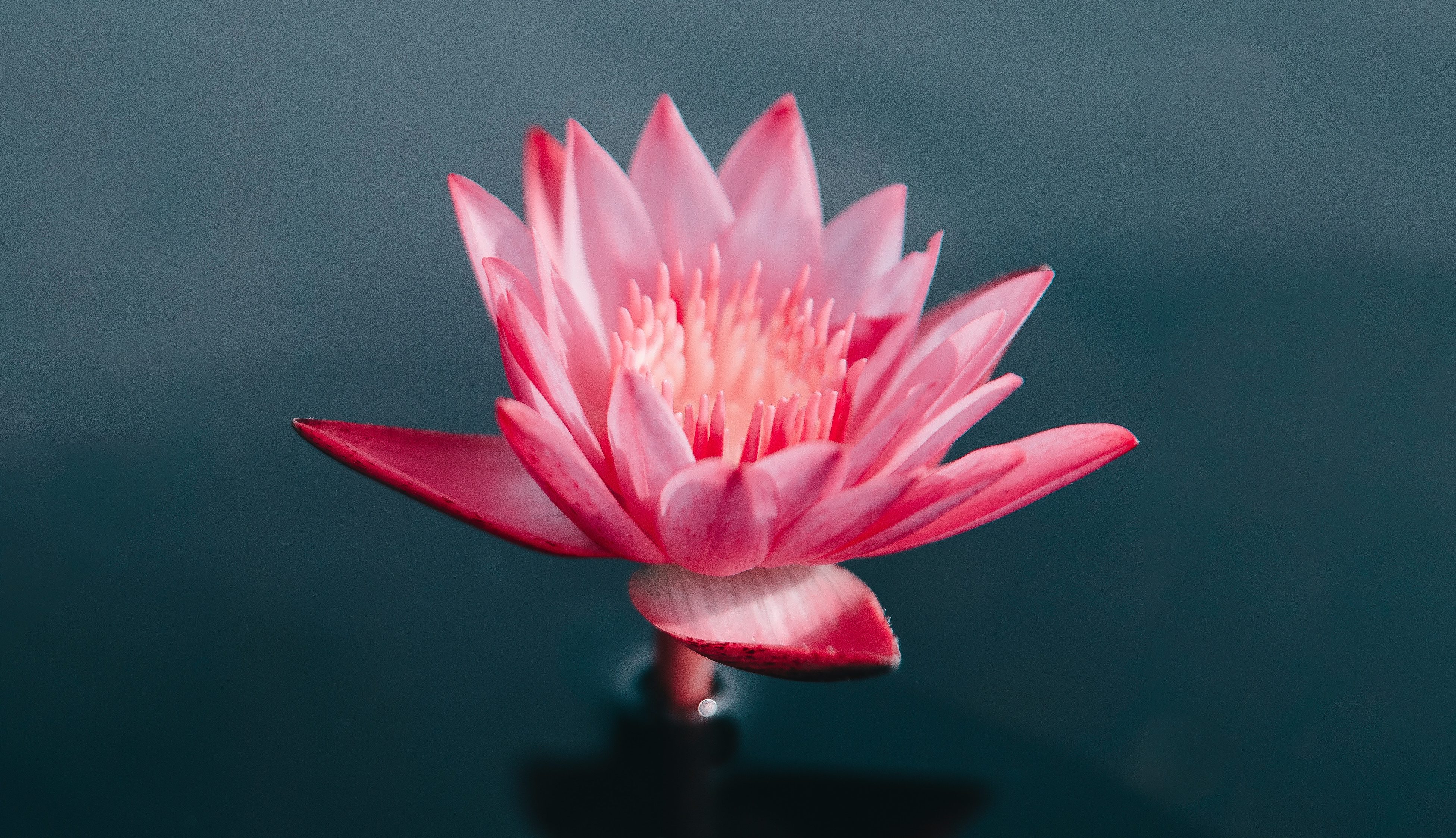 A Felicidade é um Direito Seu – Motivação